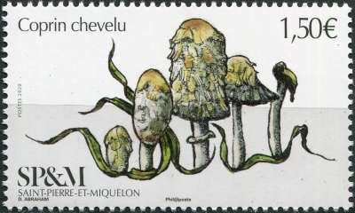 Сен-Пьер и Микелон. 2020. Навозник белый (Coprinus comatus) (Почтовая марка. MNH OG)