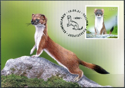 Эстония. 2021. Горностай (Mustela erminea) (Картмаксимум. Mint)