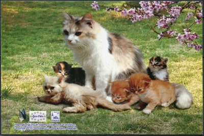 КНДР. 2010. Мама - кошка и котята (Открытка. Mint)