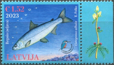 Латвия. 2023. Европейская ряпушка (Coregonus albula) (Почтовая марка. MNH OG)