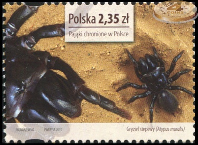 Польша. 2013. Паук-землекоп [Atypus muralis] (Почтовая марка. MNH OG)