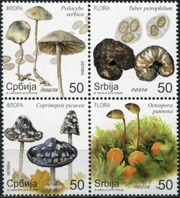 Сербия. 2019. Дикие грибы (Квартблок. MNH OG)