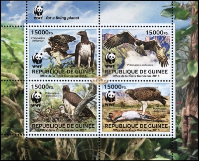 Гвинея. 2013. Боевой орёл [Polemaetus bellicosus] (Малый лист. MNH OG)