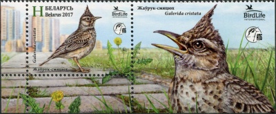 Беларусь. 2017. Хохлатый жаворонок (Сцепка. MNH OG)