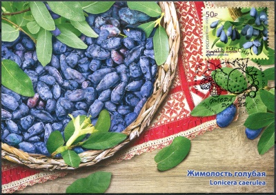 Россия. 2020. Жимолость голубая (Lonicera caerulea). Гашение Рязань (Картмаксимум. Mint)