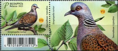 Беларусь. 2023. Обыкновенная горлица (Streptopelia turtur) (Сцепка. MNH OG)
