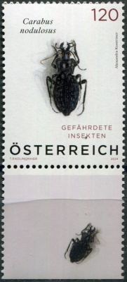 Австрия. 2024. Чёрный ямчатый жук (Carabus nodulosus) (VI) (Почтовая марка. MNH OG)