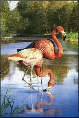 КНДР. 2012. Розовый фламинго (Phoenicopterus roseus) (Открытка. Mint)