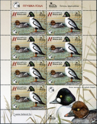 Беларусь. 2016. Гоголь обыкновенный (Малый лист. MNH OG)