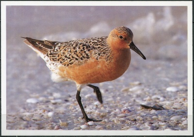 КНДР. 2015. Исландский песочник (Calidris canutus) (Открытка. Mint)