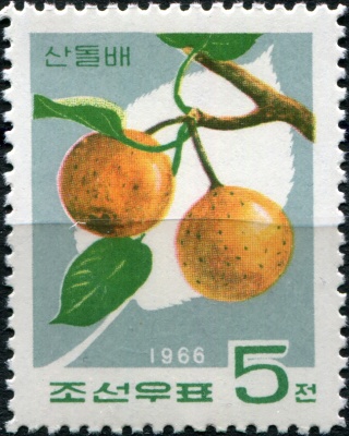 КНДР. 1966. Груша уссурийская (Pyrus ussuriensis) (Почтовая марка. MNH)