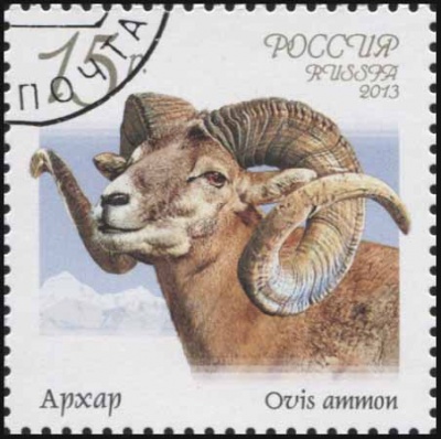 Россия. 2013. Архар (Почтовая марка. CTO Гашеная)