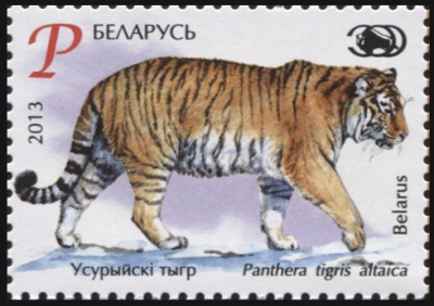 Беларусь. 2013. Уссурийский тигр (Почтовая марка. MNH OG)
