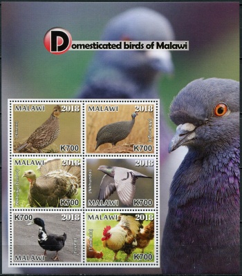 Малави. 2018. Домашние птицы Малави (Малый лист. MNH OG)