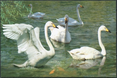 КНДР. 2011. Лебедь-кликун (Cygnus cygnus) (Открытка. Mint)