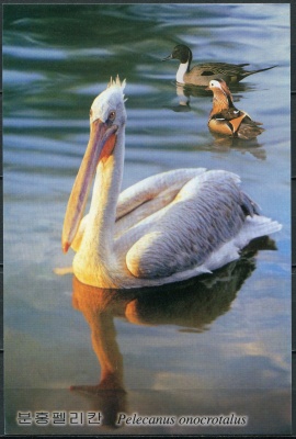 КНДР. 2010. Розовый пеликан (Pelecanus onocrotalus) (Открытка. Mint)