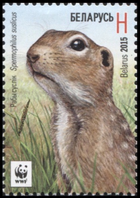 Беларусь. 2015. Крапчатый суслик. H (Почтовая марка. MNH OG)
