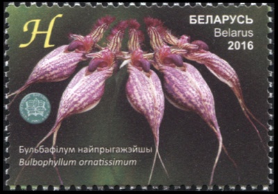 Беларусь. 2016. Бульбофиллум красивейший (Почтовая марка. MNH OG)