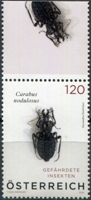 Австрия. 2024. Чёрный ямчатый жук (Carabus nodulosus) (IV) (Почтовая марка. MNH OG)