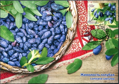 Россия. 2020. Жимолость голубая (Lonicera caerulea). Гашение Москва (Картмаксимум. Mint)