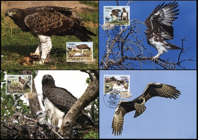 Гвинея. 2013. Боевой орёл [Polemaetus bellicosus] (Серия картмаксимумов. M)