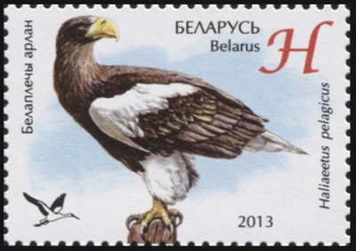 Беларусь. 2013. Белоплечий орлан (Почтовая марка. MNH OG)