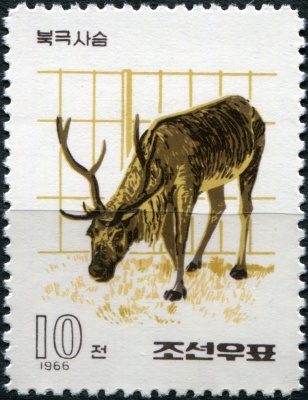 КНДР. 1966. Олень Давида (Elaphurus davidianus) (Почтовая марка. MNH)