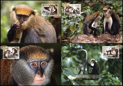Гвинея-Биссау. 2013. Мартышка Кемпбелла [Cercopithecus campbelli] (Серия картмаксимумов. М)
