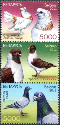 Беларусь. 2011. Голуби (Columba livia forma domestica) (Сцепка. MNH OG)