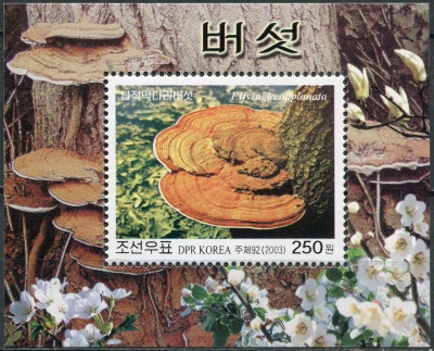 КНДР. 2003. Трутовик плоский (Elfvingia applanata) (Блок. MNH OG)