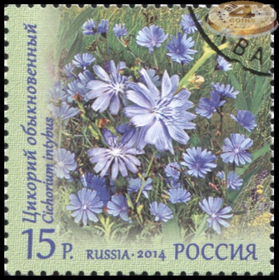 Россия. 2014. Цикорий обыкновенный (Почтовая марка. CTO Гашеная)