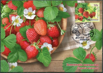 Россия. 2020. Земляника (Fragaria ananassa). Гашение Краснодар (Картмаксимум. Mint)