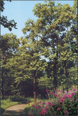 КНДР. 2009. Желтое трубное дерево (Catalpa ovata) (Открытка. Mint)