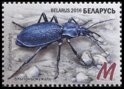 Беларусь. 2016. Путаная жужелица (Почтовая марка. MNH OG)