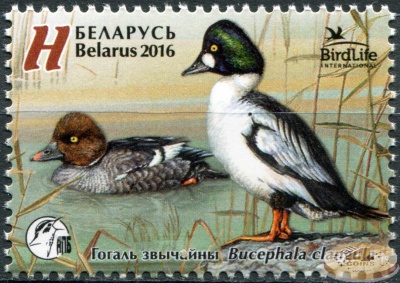Беларусь. 2016. Гоголь обыкновенный (Почтовая марка. MNH OG)