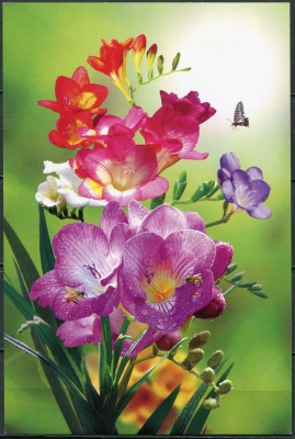 КНДР. 2013. Фрезия гибридная (Freesia hybrida) (Открытка. Mint)