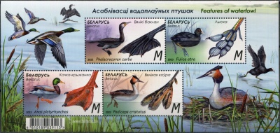 Беларусь. 2023. Особенности водоплавающих птиц (Почтовый блок. MNH OG)