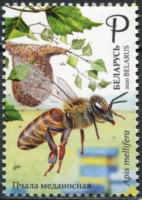 Беларусь. 2020. Медоносная пчела (Apis mellifera) (Почтовая марка. MNH OG)