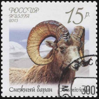 Россия. 2013. Снежный баран (Почтовая марка. CTO Гашеная)