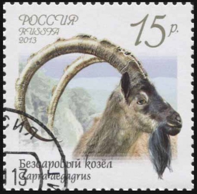 Россия. 2013. Безоаровый козел (Почтовая марка. CTO Гашеная)