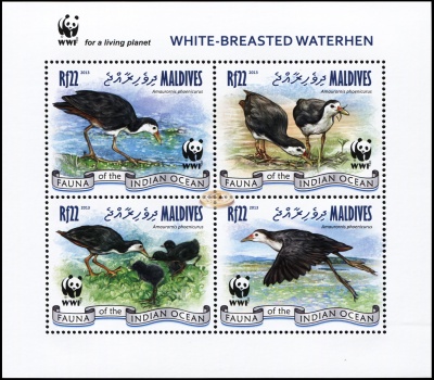 Мальдивы. 2013. Белогрудый погоныш [Amauromis phoenicurus] (Малый лист. MNH OG)