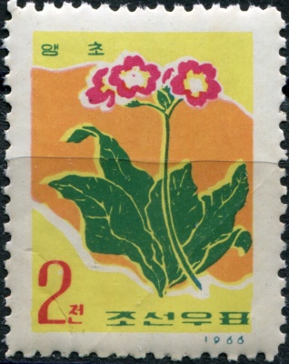 КНДР. 1966. Примула Зибольда (Primula sieboldii) (Почтовая марка. MNH OG)