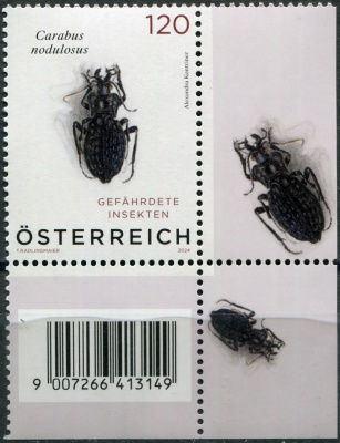 Австрия. 2024. Чёрный ямчатый жук (Carabus nodulosus) (VII) (Почтовая марка. MNH OG)