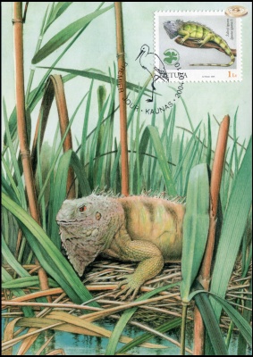 Литва. 2004. Обыкновенная игуана (Картмаксимум. M)