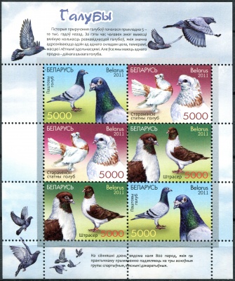 Беларусь. 2011. Голуби (Columba livia forma domestica) (Малый лист. MNH OG)