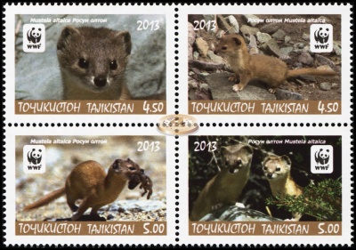 Таджикистан. 2013. Солонгой [Mustela altaica] (Квартблок. MNH OG)