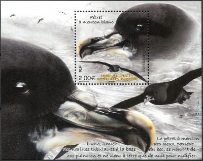 ФЮАТ. 2022. Белогорлый буревестник (Procellaria aequinoctialis) (Почтовый блок. MNH OG)