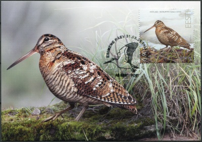 Эстония. 2022. Вальдшнеп (Scolopax rusticola) (Картмаксимум. Mint)