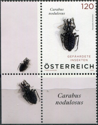 Австрия. 2024. Чёрный ямчатый жук (Carabus nodulosus) (III) (Почтовая марка. MNH OG)
