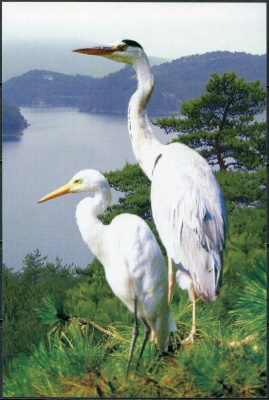 КНДР. 2009. Райский журавль (Anthropoides paradisea) (Открытка. Mint)